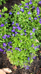 Lobelia erinus