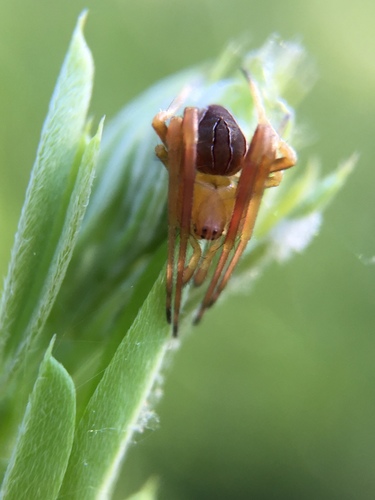 Difoliate Orbweaver