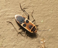 Physopelta gutta gutta