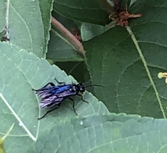 Lagium atroviolaceum