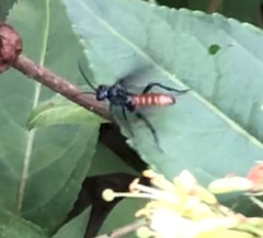 Lagium atroviolaceum