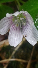 Oxalis montana image