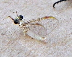 Maccaffertium modestum