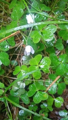 Oxalis montana image