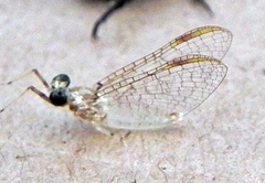 Maccaffertium modestum