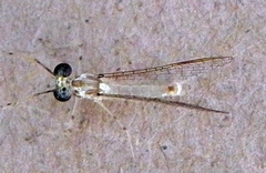 Maccaffertium modestum