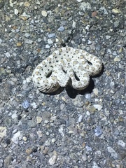 Crotalus cerastes laterorepens