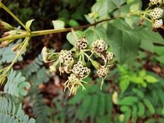 Koanophyllon longifolium