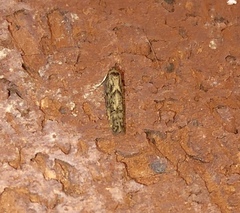 Blastobasis adustella