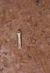 Blastobasis adustella