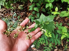 Koanophyllon longifolium