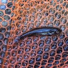 Ptychocheilus oregonensis