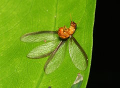 Kalotermitidae