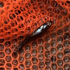 Ptychocheilus oregonensis