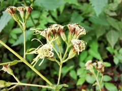 Koanophyllon longifolium