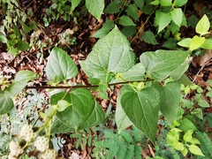 Koanophyllon longifolium