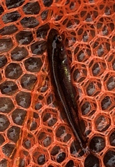 Ptychocheilus oregonensis
