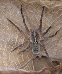 Centroctenus brevipes