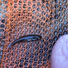 Ptychocheilus oregonensis