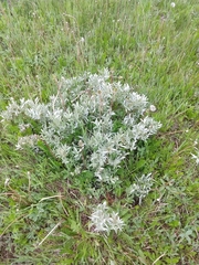 Artemisia cana