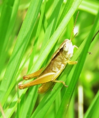 Dichromorpha elegans