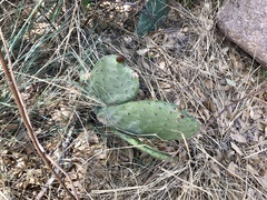 Opuntia laevis