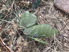 Opuntia laevis
