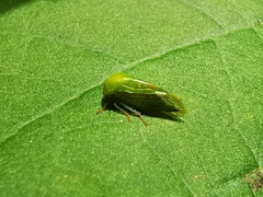 Thrasymedes