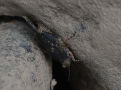 Paratettix cucullatus