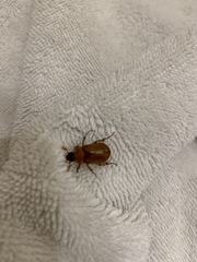 Scarabaeidae