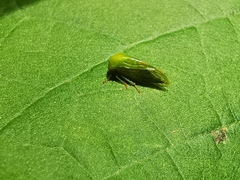 Thrasymedes
