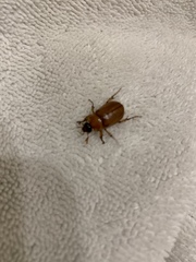 Scarabaeidae