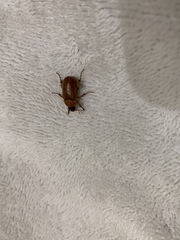 Scarabaeidae
