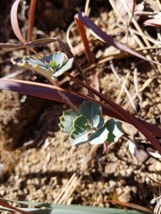 Streptanthus morrisonii