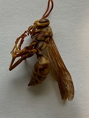 Polistes apachus apachus