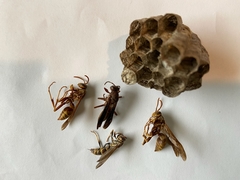 Polistes apachus apachus