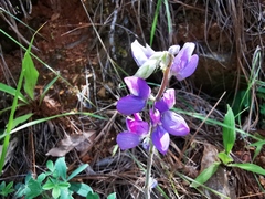 Lupinus caballoanus