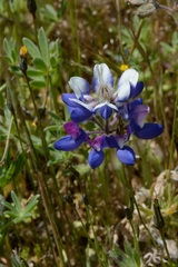 Lupinus variicolor