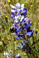 Lupinus variicolor