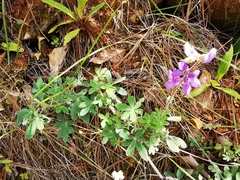 Lupinus caballoanus