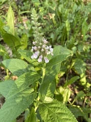 Teucrium canadense