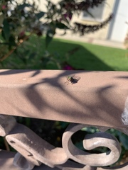 Diptera