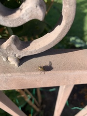 Diptera