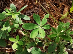 Lupinus caballoanus