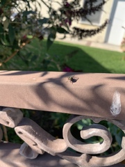 Diptera