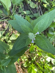 Teucrium canadense