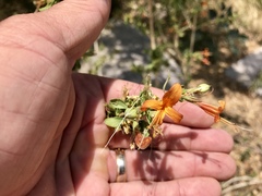 Anisacanthus thurberi