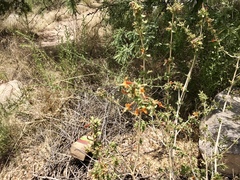 Anisacanthus thurberi