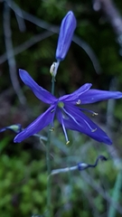 Camassia quamash