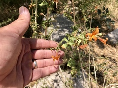 Anisacanthus thurberi